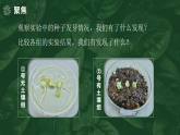 【核心素养】1.2《比较种子发芽实验》课件+教案（教科版科学五年级下册）