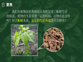 【核心素养】1.4《蚯蚓的选择》课件+教案（教科版科学五年级下册）