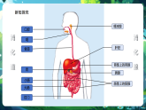 【核心素養(yǎng)優(yōu)質課】冀少版生物七年級下冊 3.1.1消化系統(tǒng)的組成（課件+同步教案+導學案+分層作業(yè)）