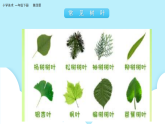 美术岭南版一年级下册 第四课《树叶的故事》课件+教案