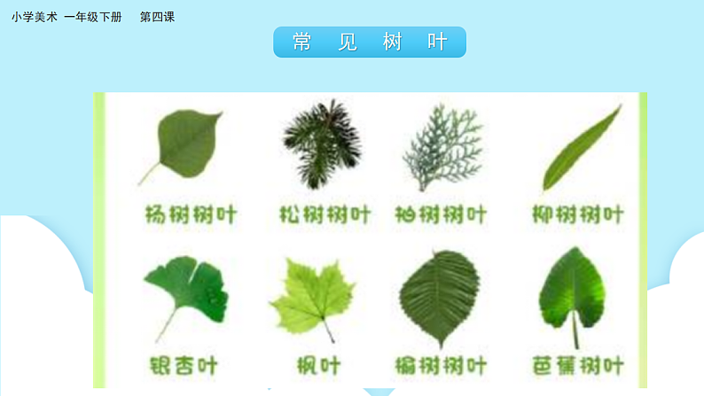 美术岭南版一年级下册 第四课《树叶的故事》课件第4页