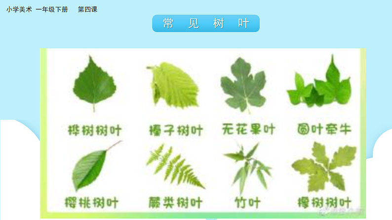 美术岭南版一年级下册 第四课《树叶的故事》课件第5页