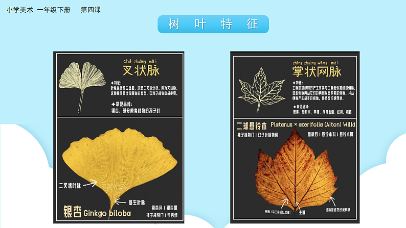 美术岭南版一年级下册 第四课《树叶的故事》课件第7页