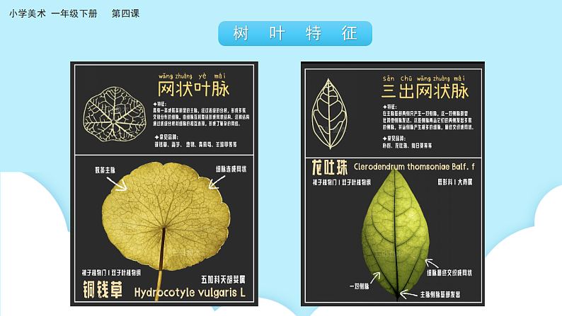 美术岭南版一年级下册 第四课《树叶的故事》课件第8页