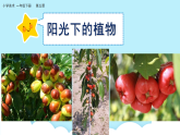 美術(shù)嶺南版一年級(jí)下冊(cè) 第5課《陽(yáng)光下成長(zhǎng)》課件+教案