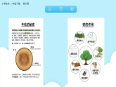 美術(shù)嶺南版一年級(jí)下冊(cè) 第6課《共植友誼樹(shù)》課件+教案