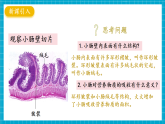 【新教材】冀少版生物七年级下册3.1.3 食物的消化和营养物质的吸收(三、营养物质的吸收)  课件