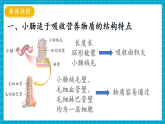 【新教材】冀少版生物七年级下册3.1.3 食物的消化和营养物质的吸收(三、营养物质的吸收)  课件