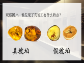 部编版2025四年级语文下册2.5 《琥珀》 课件