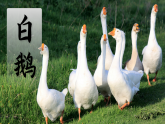部编版2025四年级语文下册4.15 《白鹅》 课件