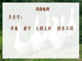 部编版2025四年级语文下册4.15 《白鹅》第一课时 课件
