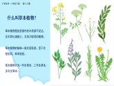 美術(shù)嶺南版一年級(jí)下冊(cè) 第16課《草本說(shuō)》課件+教案