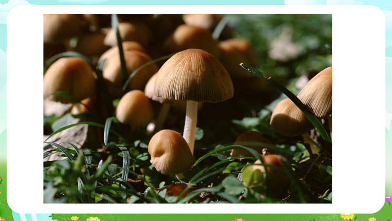 青岛版（五四制）科学五下19《生物的启示》课件第3页