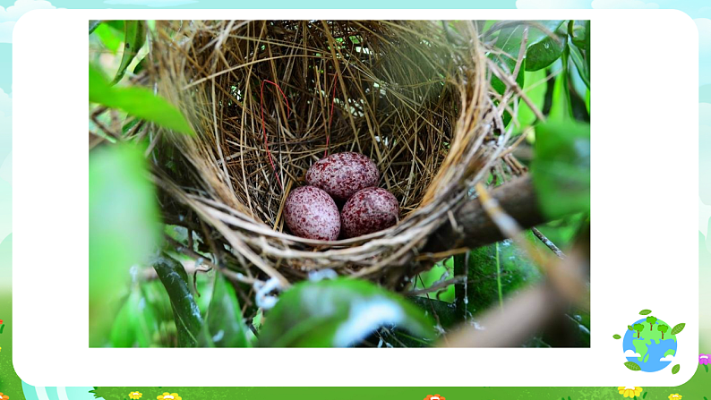 青岛版（五四制）科学五下19《生物的启示》课件第4页