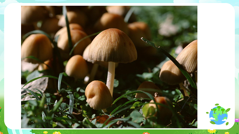 青岛版（五四制）科学五下19《生物的启示》课件第6页