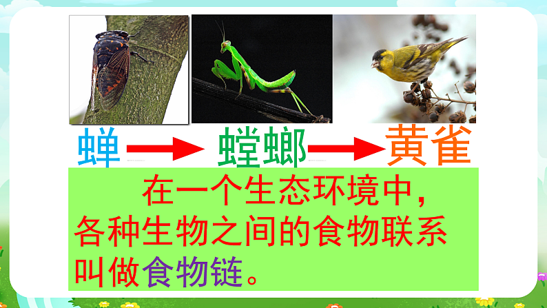 青岛版（五四制）科学四下4.19《密切联系的生物界》课件第6页