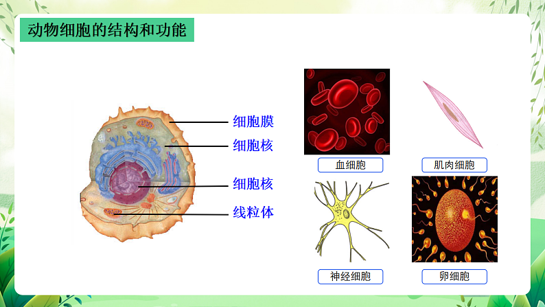 沪教版生物八下4.1.1《植物体的结构层次》课件第2页