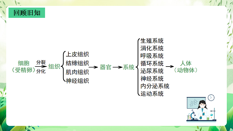 沪教版生物八下4.1.1《植物体的结构层次》课件第3页