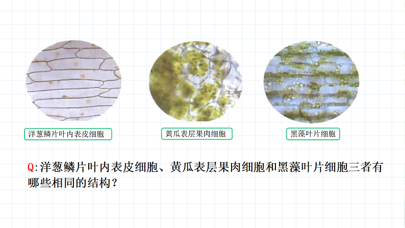 沪教版生物八下4.1.1《植物体的结构层次》课件第4页