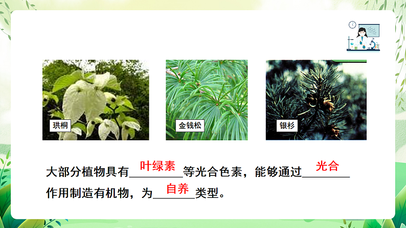沪教版生物八下4.1.2《植物的基本类群》课件第2页