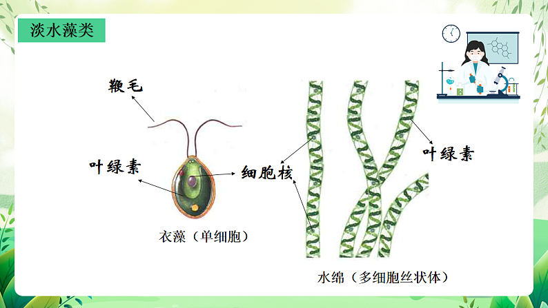 沪教版生物八下4.1.2《植物的基本类群》课件第6页