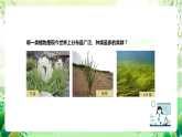 沪教版生物八下4.1.3《叶的结构与功能》课件