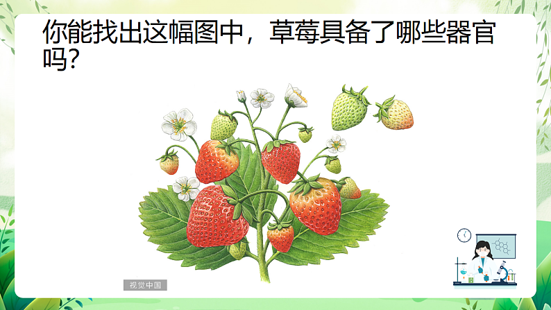 沪教版生物八下4.1.3《叶的结构与功能》课件第3页