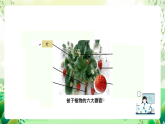 沪教版生物八下4.1.3《叶的结构与功能》课件