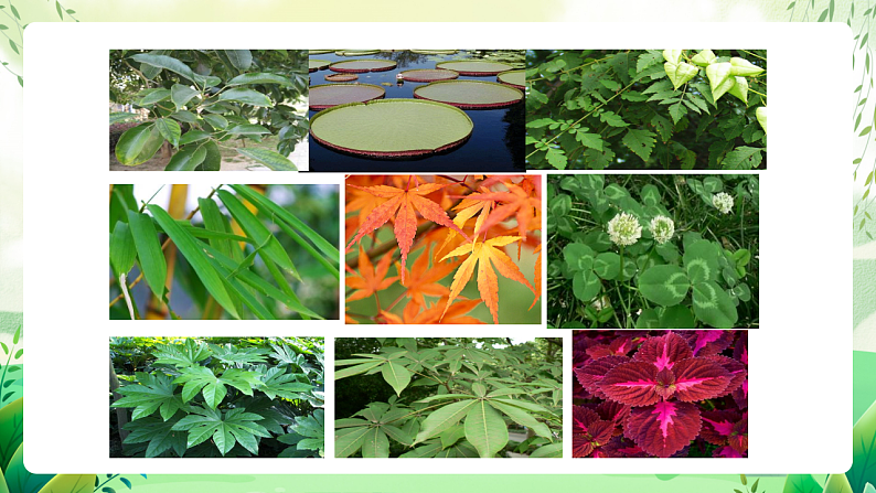 沪教版生物八下4.1.3《叶的结构与功能》课件第5页