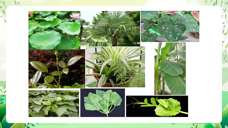 沪教版生物八下4.1.3《叶的结构与功能》课件第6页