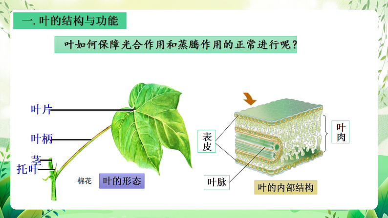 沪教版生物八下4.1.3《叶的结构与功能》课件第8页