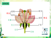 沪教版生物八下4.1.4《花的结构与植物的繁殖》课件