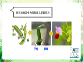 沪教版生物八下4.1.5《果实的结构与类型》课件