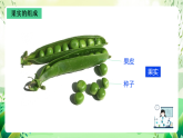 沪教版生物八下4.1.5《果实的结构与类型》课件