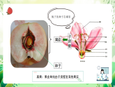 沪教版生物八下4.1.5《果实的结构与类型》课件