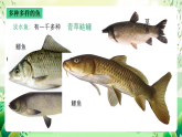 沪教版生物八下4.2.1《脊椎动物（一）鱼类》课件