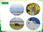 沪教版生物八下4.2.1《脊椎动物（三）鸟类》课件