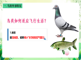 沪教版生物八下4.2.1《脊椎动物（三）鸟类》课件