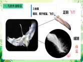 沪教版生物八下4.2.1《脊椎动物（三）鸟类》课件