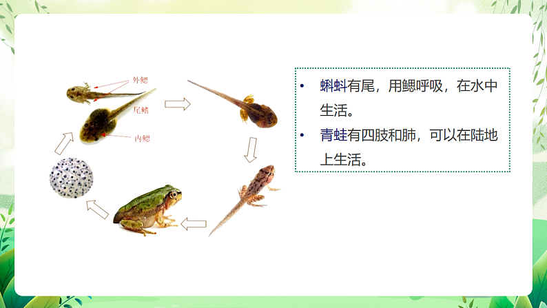 沪教版生物八下4.2.1《脊椎动物（二）两栖类和爬行类》课件第5页