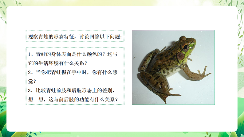 沪教版生物八下4.2.1《脊椎动物（二）两栖类和爬行类》课件第6页