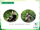 沪教版生物八下4.2.1《脊椎动物（四）哺乳类》课件