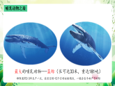 沪教版生物八下4.2.1《脊椎动物（四）哺乳类》课件