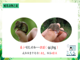沪教版生物八下4.2.1《脊椎动物（四）哺乳类》课件