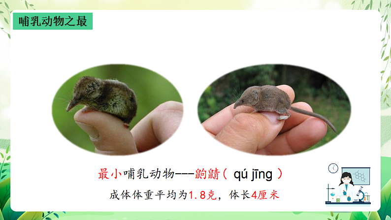 沪教版生物八下4.2.1《脊椎动物（四）哺乳类》课件第5页