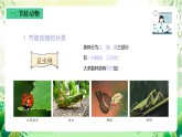 沪教版生物八下4.2.2《无脊椎动物 （四）节肢动物、棘皮动物》课件