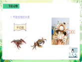沪教版生物八下4.2.2《无脊椎动物 （四）节肢动物、棘皮动物》课件