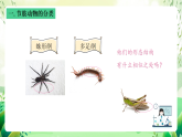沪教版生物八下4.2.2《无脊椎动物 （四）节肢动物、棘皮动物》课件