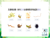 沪教版生物八下4.2.2《无脊椎动物+（一）原生、腔肠动物》课件