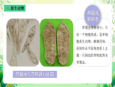 沪教版生物八下4.2.2《无脊椎动物+（一）原生、腔肠动物》课件